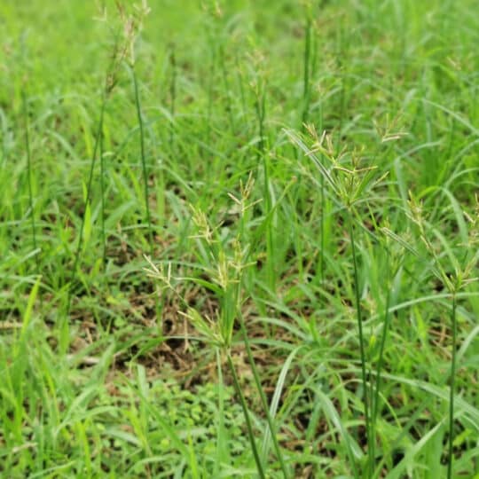 Nutsedge: Grass-Like Weed