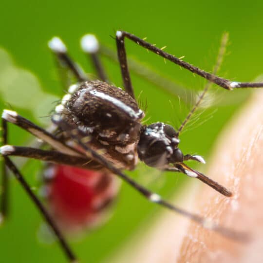 Flea, Tick, and Mosquito Control