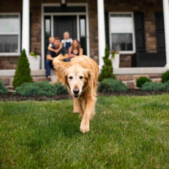 dog on lawn