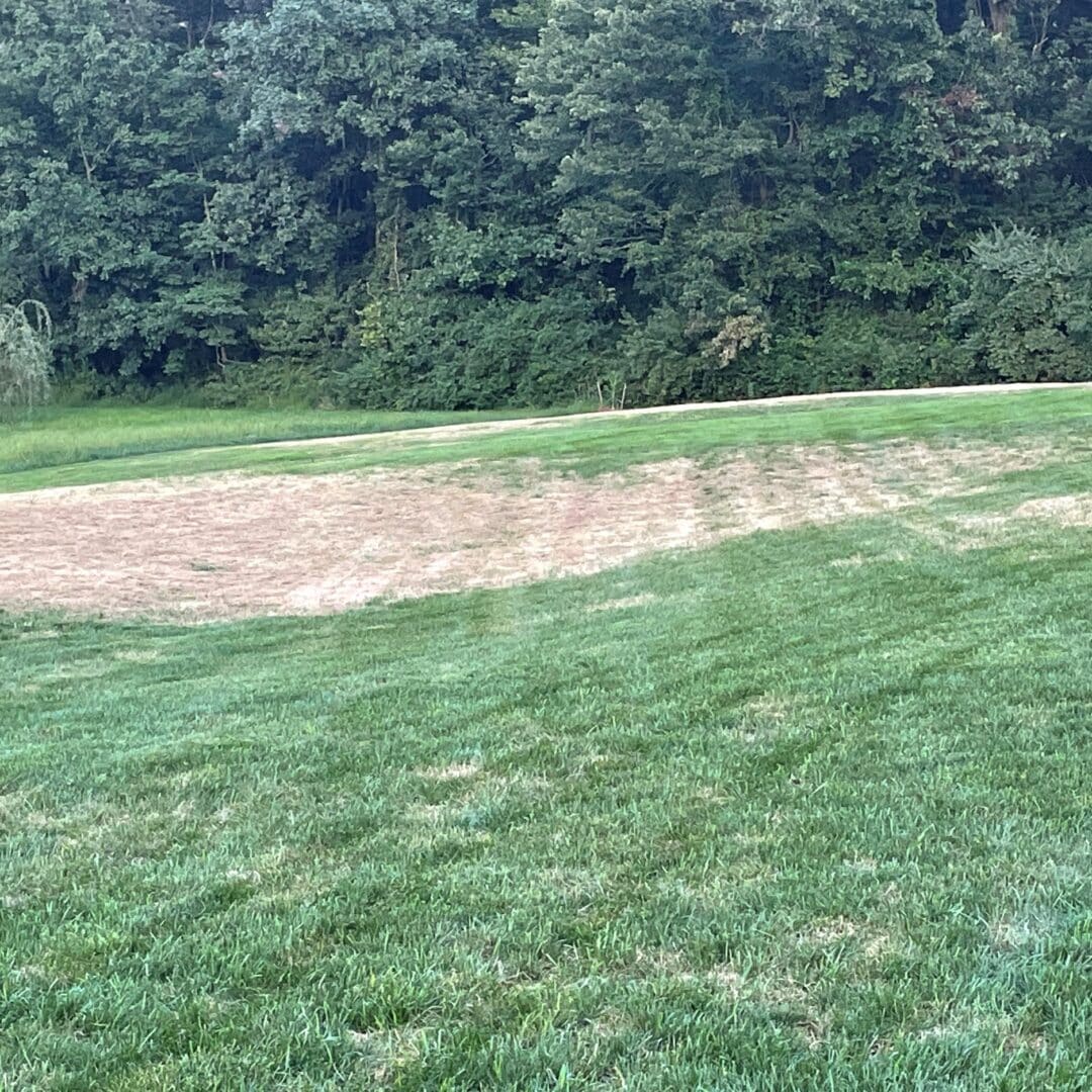 Fall Armyworms