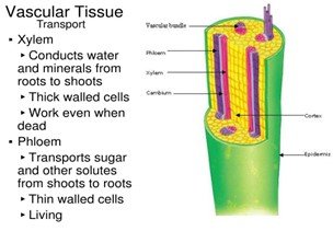 Vascular system