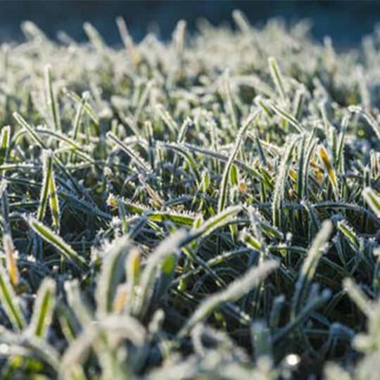 frost on grass