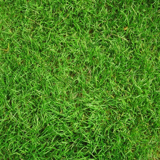 Dispelling Some of the Myths About Lawn Care