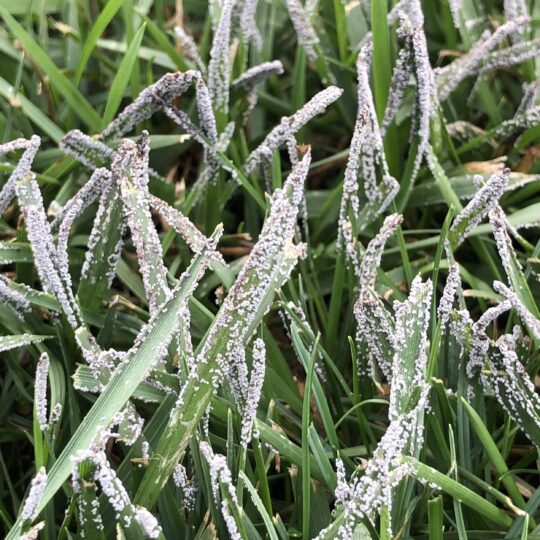 Slime mold