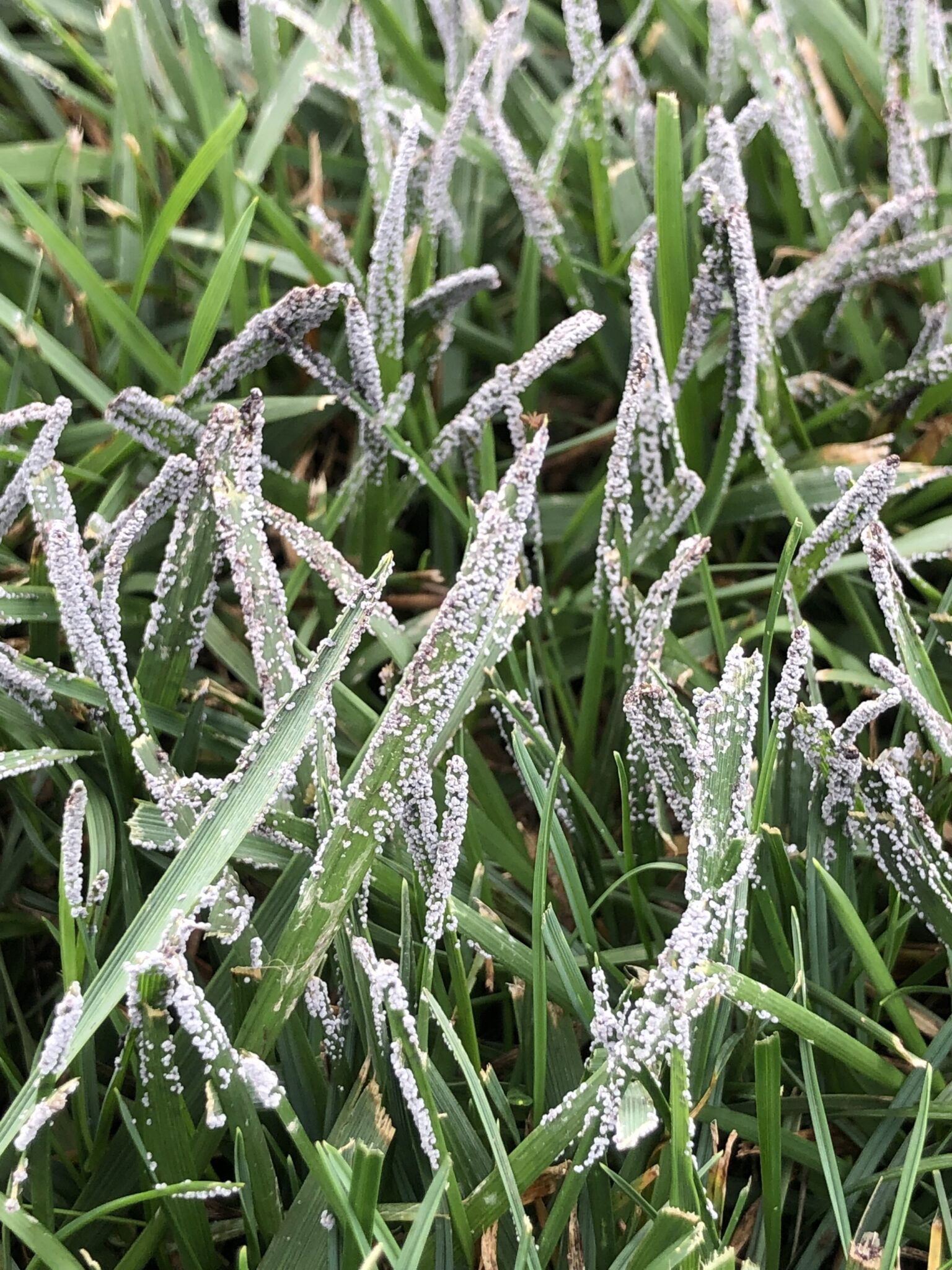 Slime mold