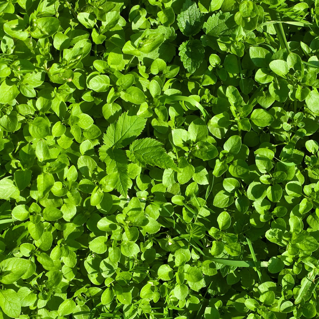 Chickweed