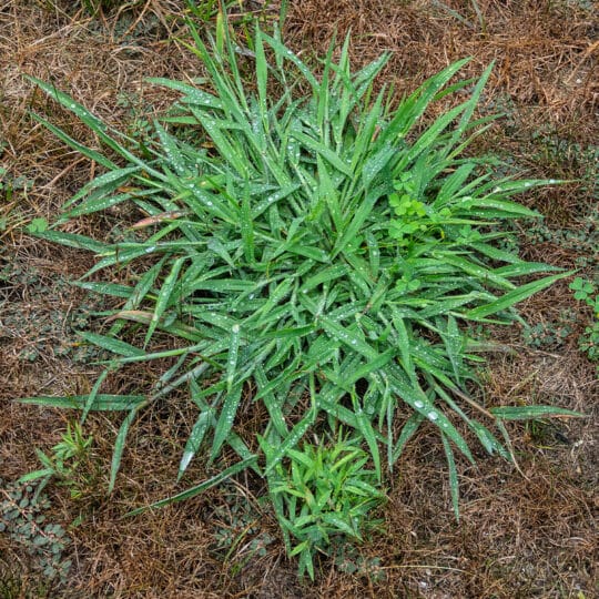 Stop Crabgrass Before it Starts