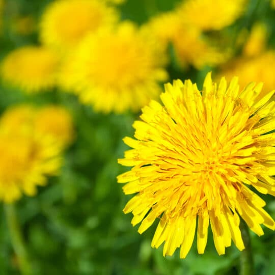 Dandelions