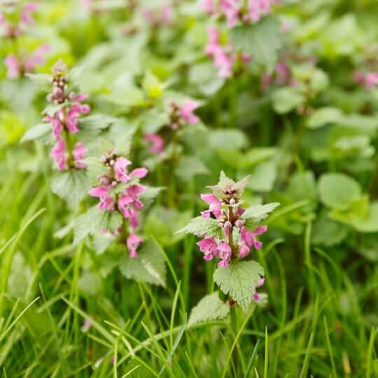 Henbit and Purple Deadnettle