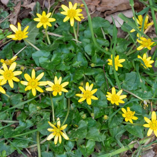 Lesser Celandine