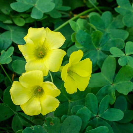 Oxalis