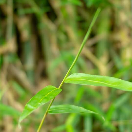 Stiltgrass