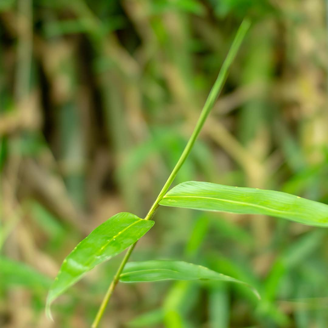 Stiltgrass