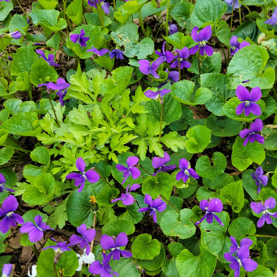 Wild Violet