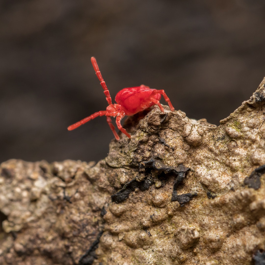 clover mite