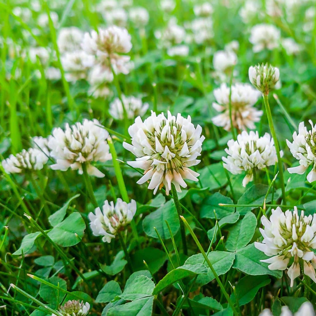 clover