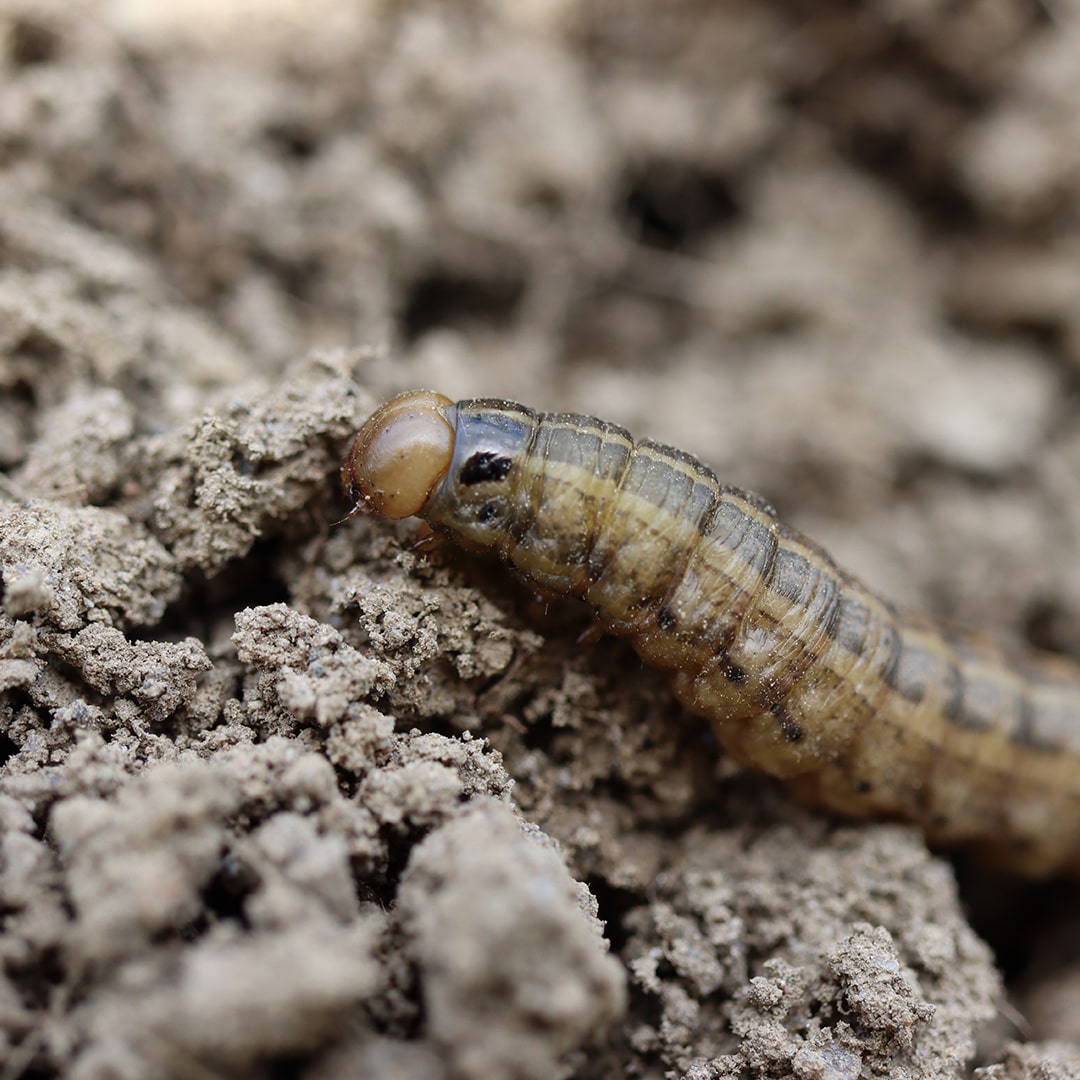 Cutworms