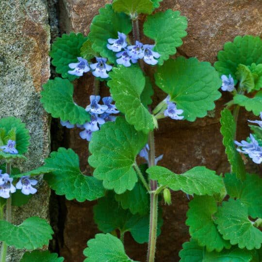 Ground Ivy