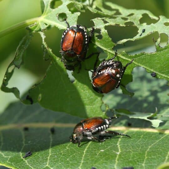 Japanese Beetles