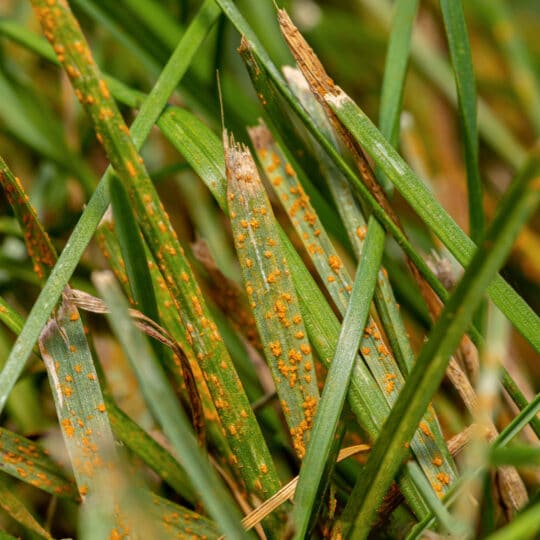 Lawn Rust