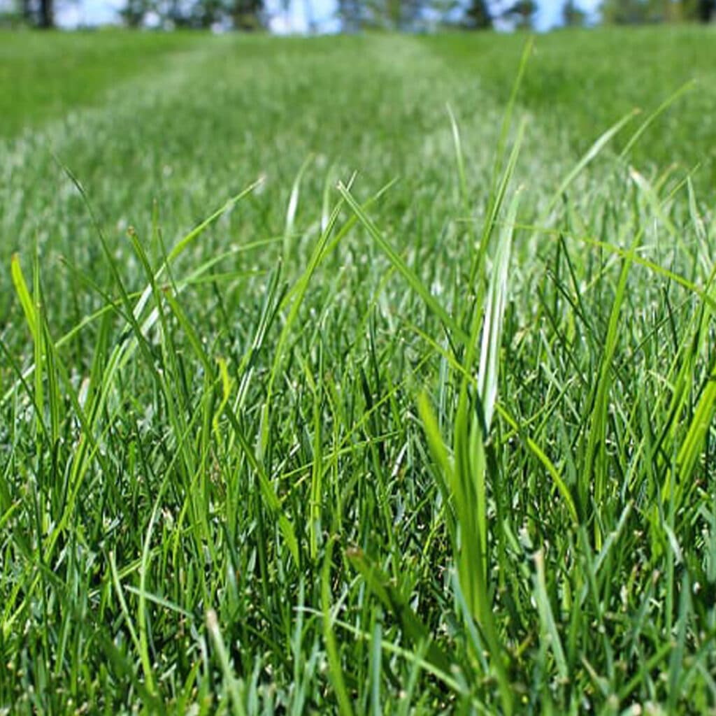 Nutsedge · Green Image Lawn Care