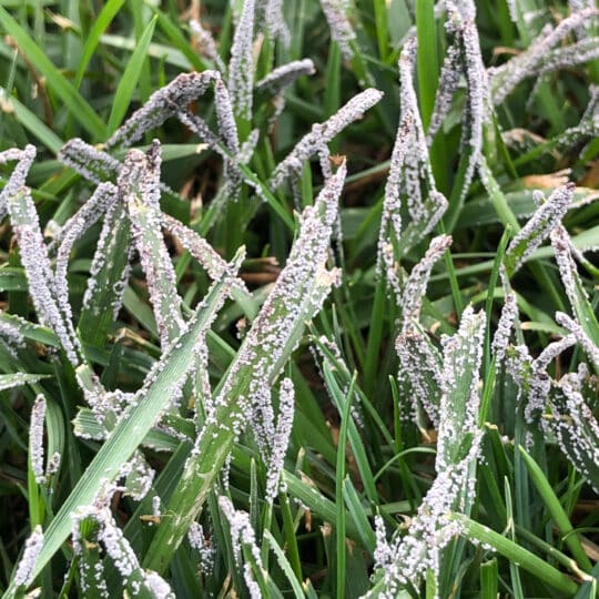 Slime Mold