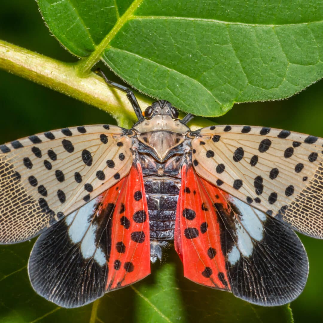 Spotted Lanternfly Control