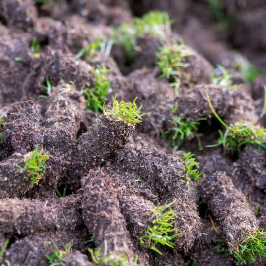 Factors Impacting Aeration and Overseeding Cost