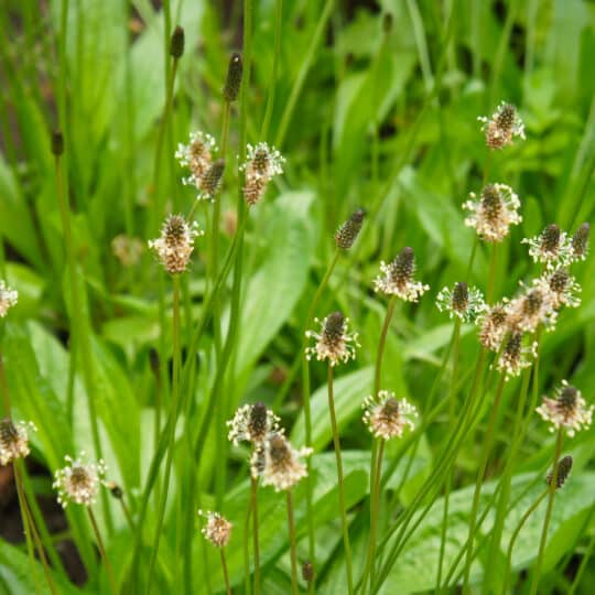 Buckhorn Plantain