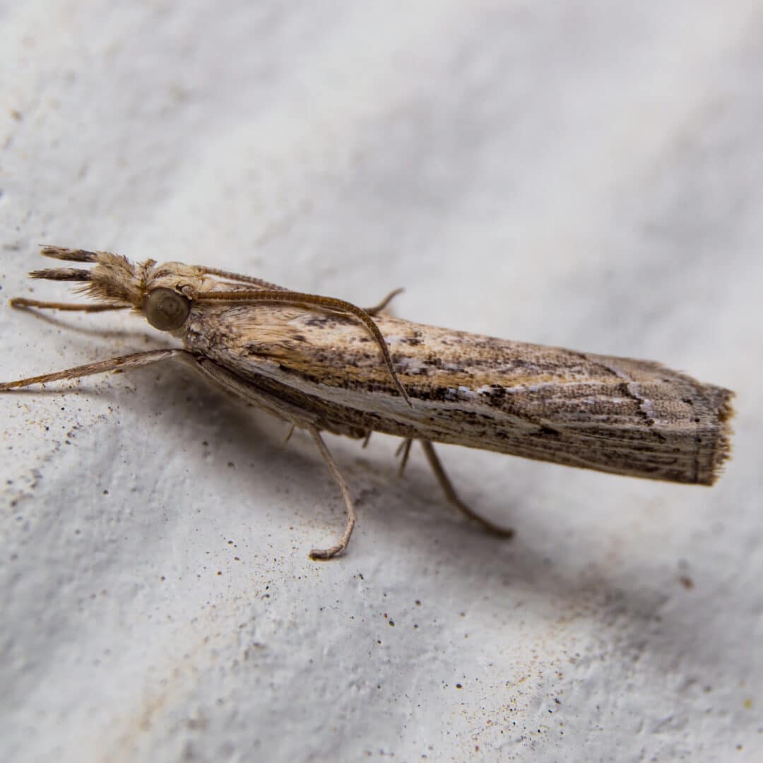 Sod Webworm