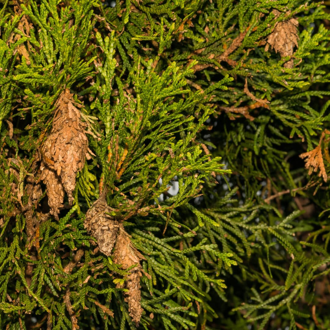 Bagworm Control