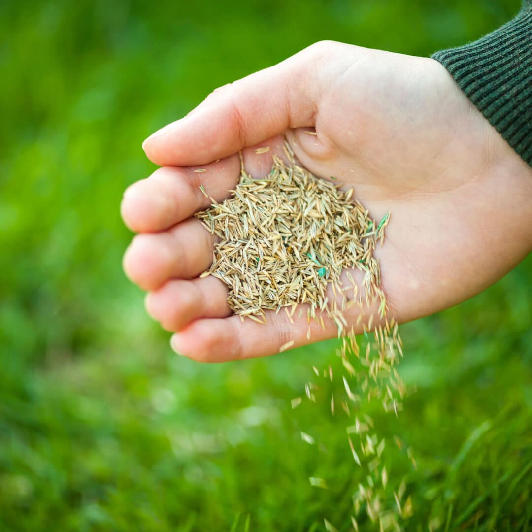 Aeration and Overseeding Benefits