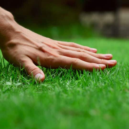 Lawn Care Services: Are They Worth It?
