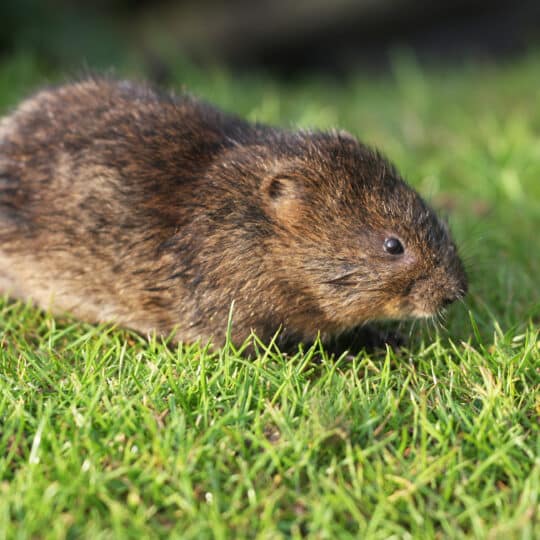 Biggest Threat to Your Lawn After Snowfall – Vole Damage