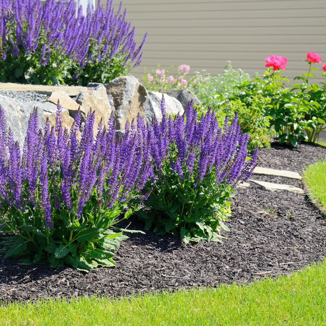 Landscape Bed Weed Control