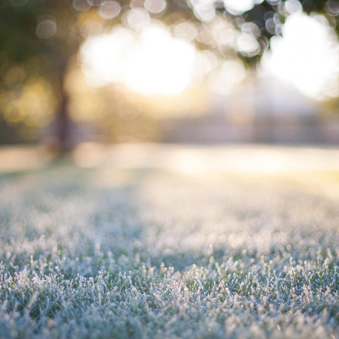 Effects of Frost on Grass