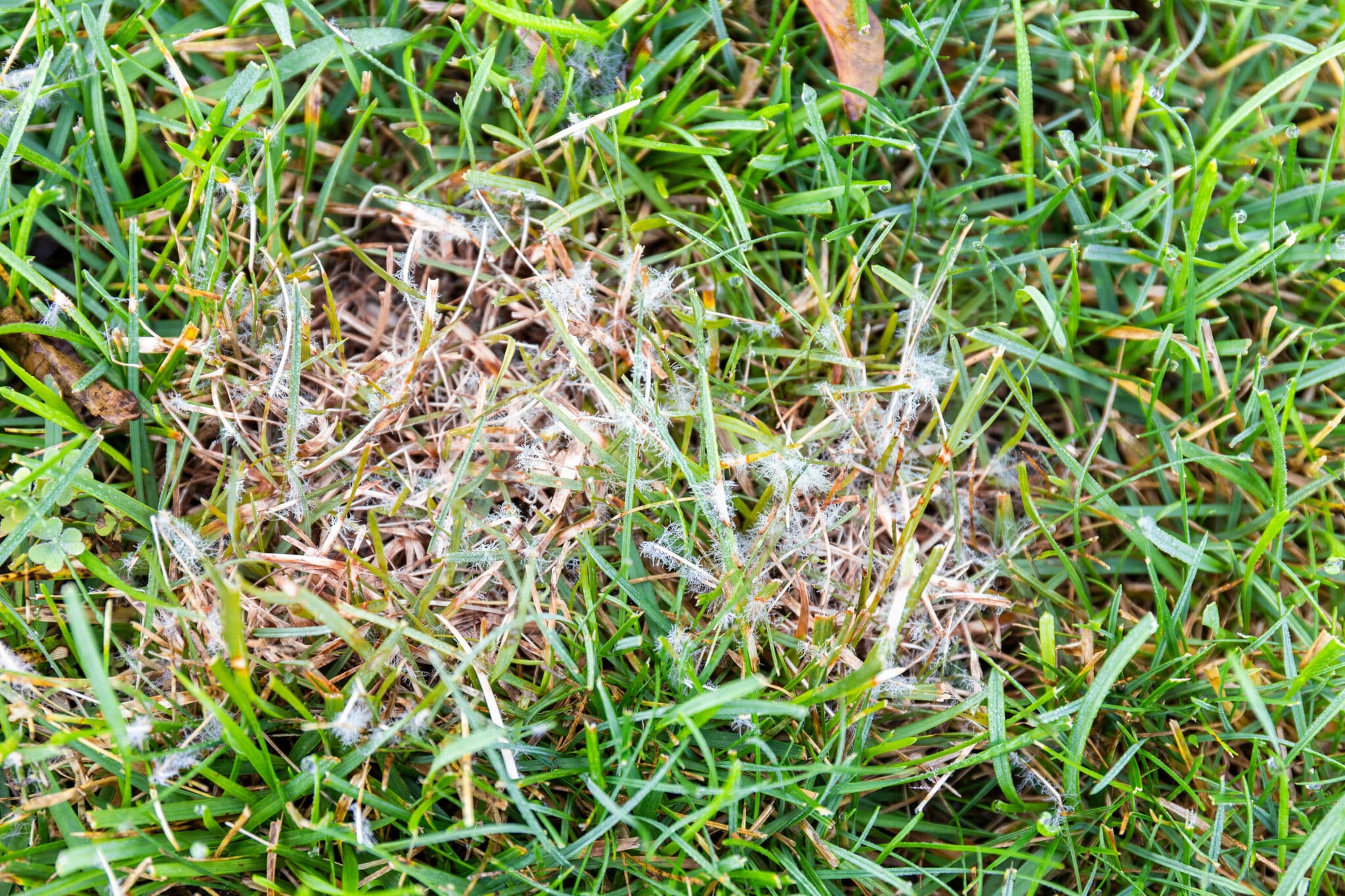 Close up of a Lawn fungus dollar spot.