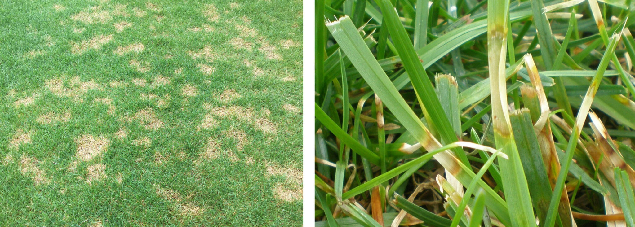 Dollar spot produces spots about 2 to 5 inches in diameter. When conditions favor disease development, spots coalesce, producing large areas of blighted turf. Lesions on individual leaves appear as tan-colored lesions with reddish-brown borders.