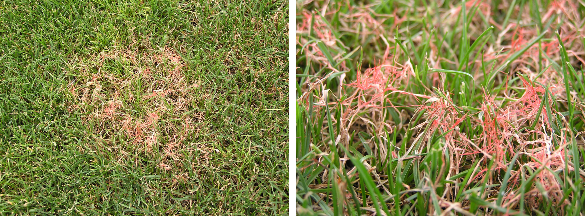Red thread disease appears as circular or crescent-shaped patches of blighted turf, usually with a reddish-brown or pink cast. The disease gets its name from the red or pink thread-like fungal mycelia that grow out of diseased leaf blades.