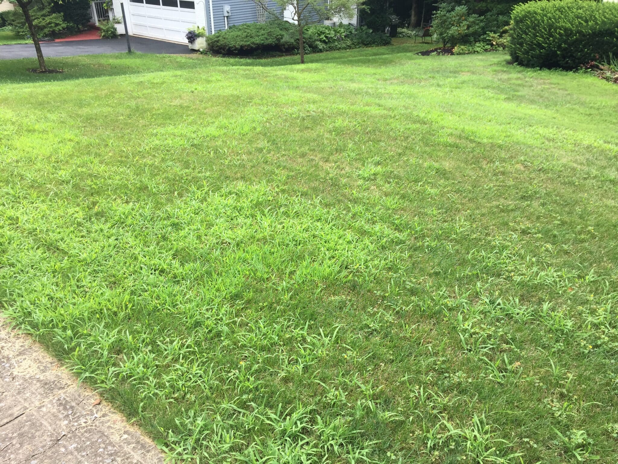 Lawn not treated with preemergence herbicide showing high population of crabgrass plants.