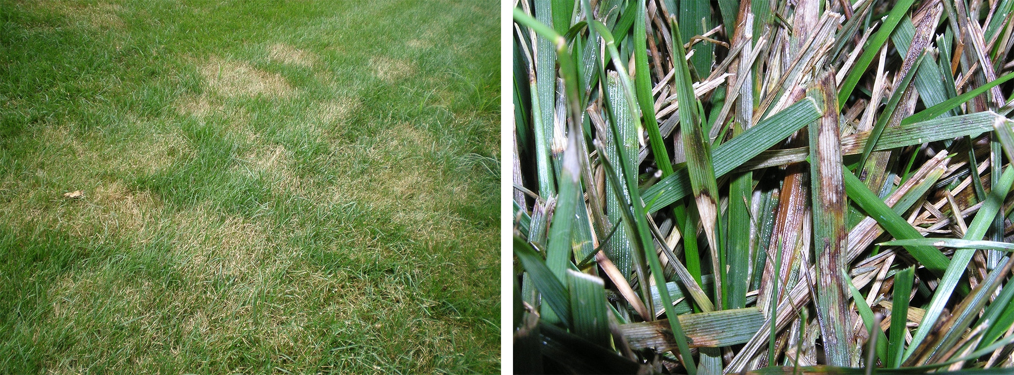 Large, dinner-plate sized patches (left) and light brown lesions with reddish brown borders on grass leaves (right) caused by brown-patch disease.