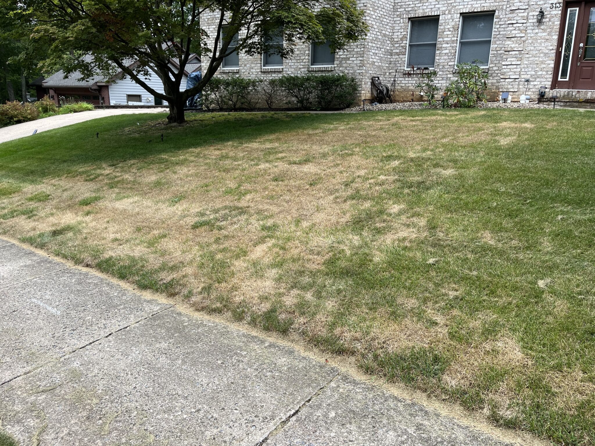Drought injured lawn