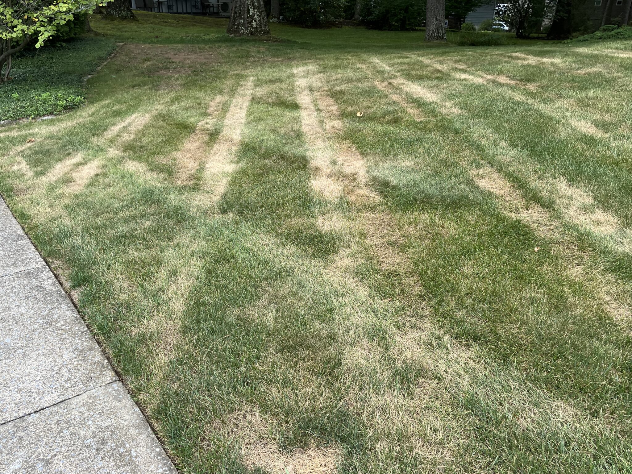 Mower damage on lawn