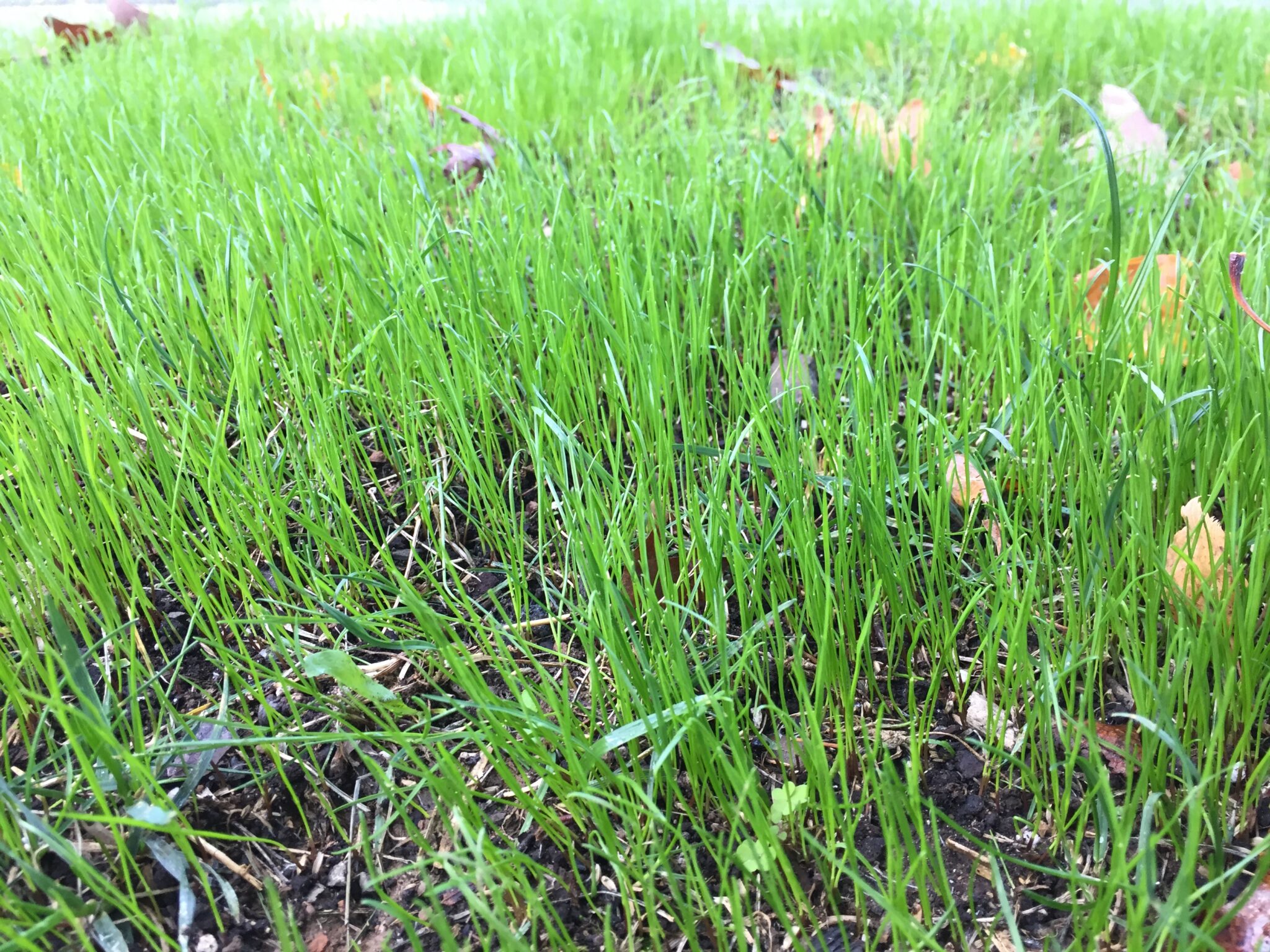 New seedling growth on lawn