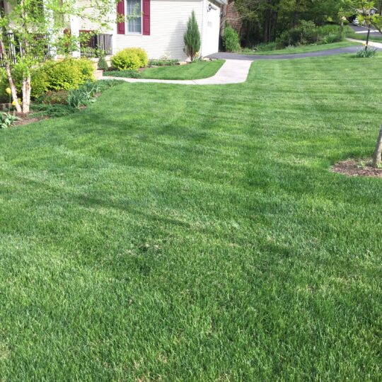 Spring lawn green up