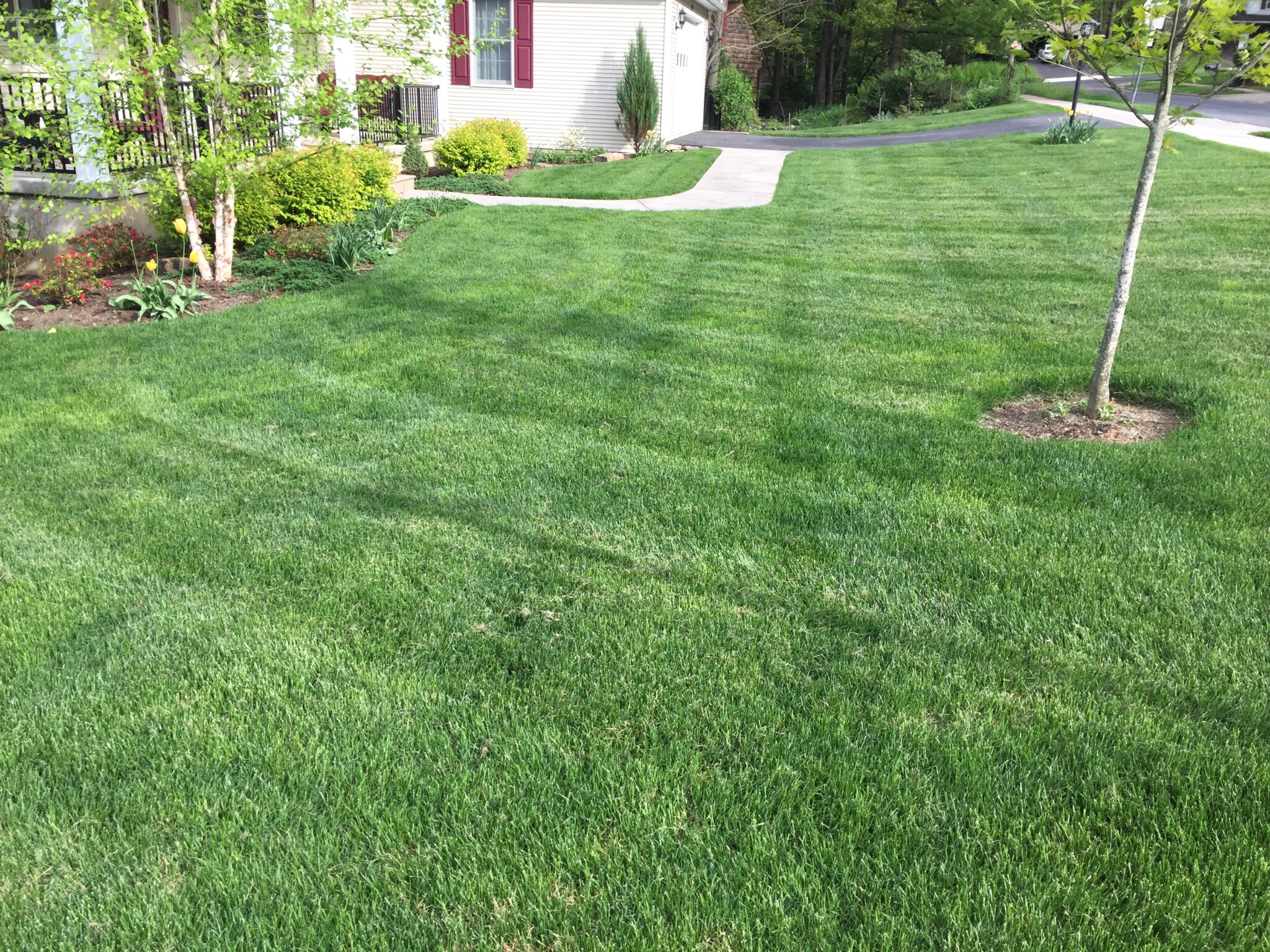 Spring lawn green up