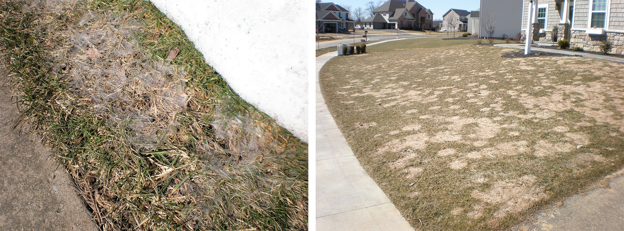 Snow mold damaged lawn