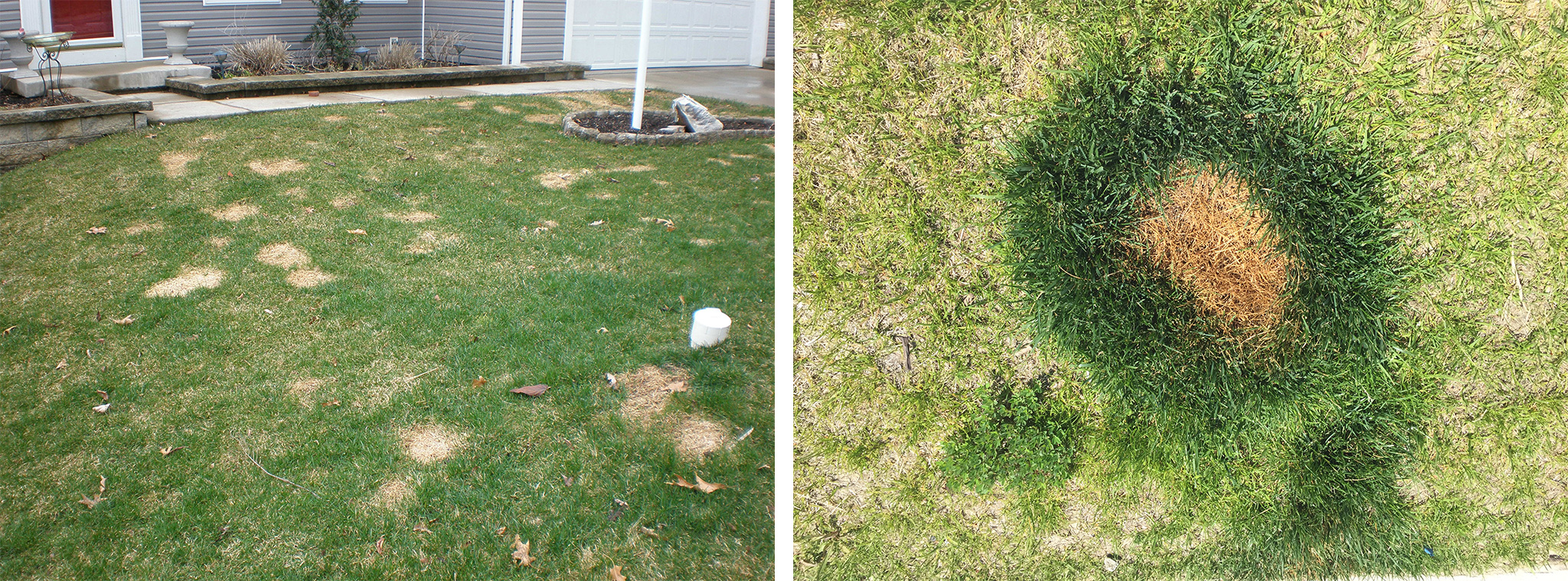 dog-related lawn injuries