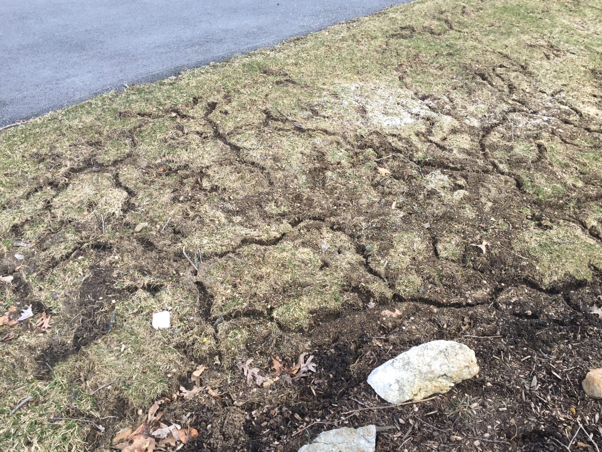 lawn damage resulting from vole tunneling